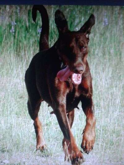 Zum Thema " BARFEN"-Beitrag-Bild