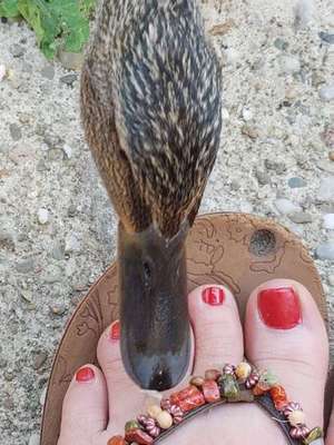 Notfallration für den Hund ...-Beitrag-Bild