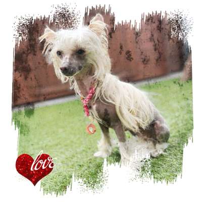 Chinese Crested (Chinesischer Schopfhund)-Beitrag-Bild
