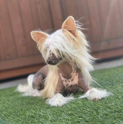 Chinese Crested (Chinesischer Schopfhund)-Beitrag-Bild