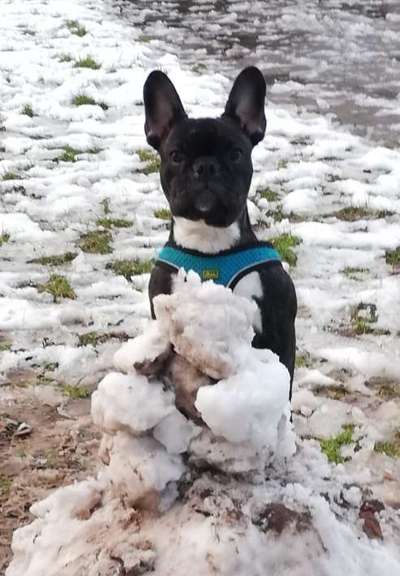 Welche Hunderasse-Beitrag-Bild