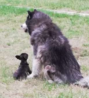 Bester Freund, Hundekumpel - zeigt her!-Beitrag-Bild
