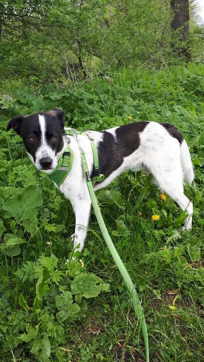 Hunde aus Griechenland-Beitrag-Bild