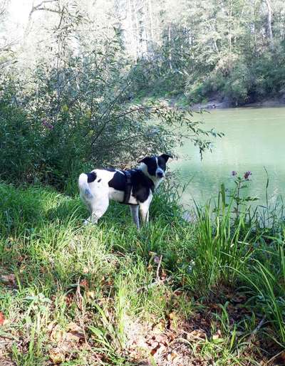 Hunde aus Griechenland-Beitrag-Bild