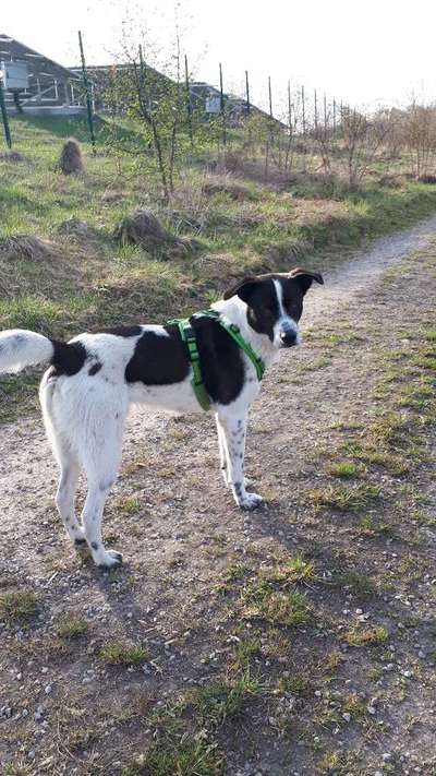 Englisch Pointer Mischlinge 🐶🐾-Beitrag-Bild