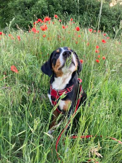 Die Dogorama Monats Challenge "Es grünt und blüht"-Beitrag-Bild