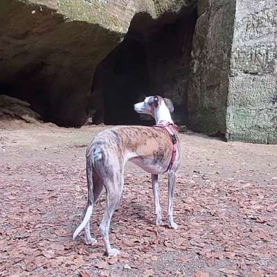 Hundetreffen-Galgo treffen-Profilbild