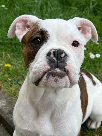 Hundetreffen-Spielkamerad gesucht für unsere zwei Bulldoggen 🐾-Bild