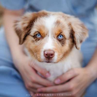 %{de_profession_title}-Welpenfotoshooting-Bild