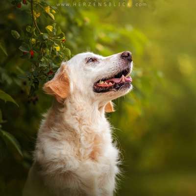 %{de_profession_title}-Hundefotoshooting-Bild