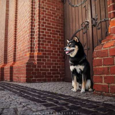 %{de_profession_title}-Hundefotoshooting-Bild