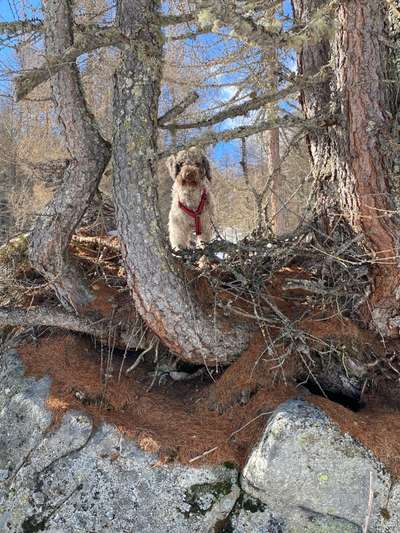 Lagotto Romagnolo Besitzer-Beitrag-Bild