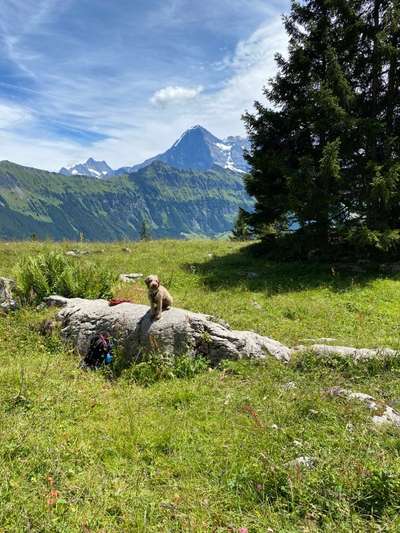 Dogorama Foto Challenge - Wanderziel-Beitrag-Bild