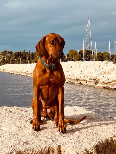 Wo macht ihr gerne Urlaub mit eurem Vierbeinern?-Beitrag-Bild