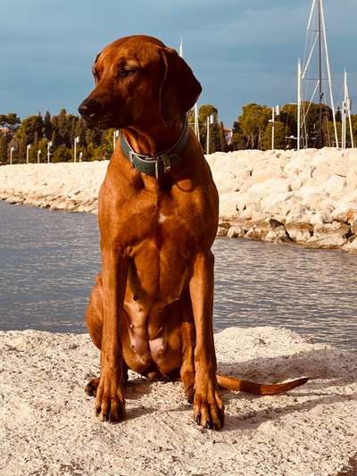 Rhodesian Ridgeback-Beitrag-Bild