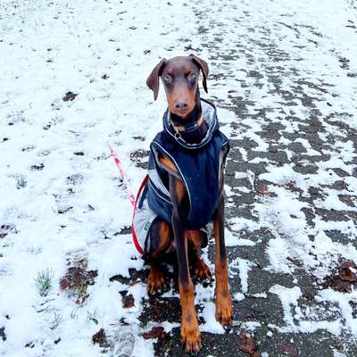 Hundetreffen-Junghund-Treffen am Scharpenacken-Bild