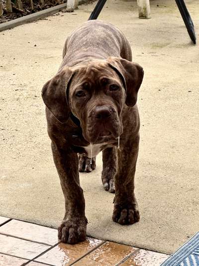 Boerboels-Beitrag-Bild