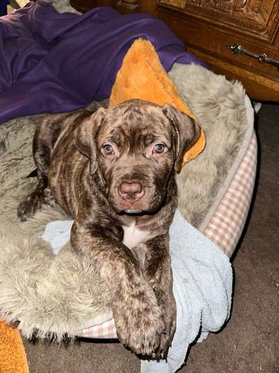 Boerboels-Beitrag-Bild