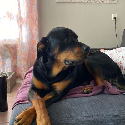 Hundetreffen-Spaziergang am Strand!-Bild