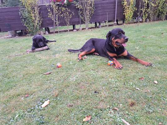 Hundetreffen-Wir sind auf der suche nach gemeinsamen Gassi-Runden!-Bild