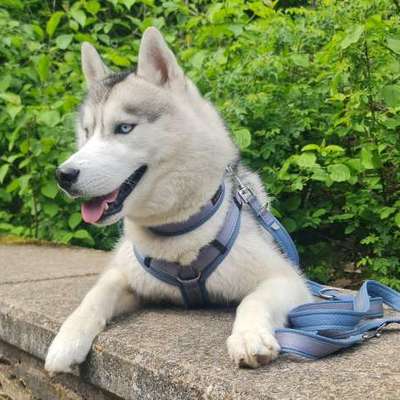 Hundetreffen-Spieltreffen für die wilden-Bild