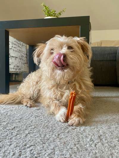 „Werwolfsyndrom“ bei Hunden – Was ist mit unseren Kauknochen los? 🐺🦴-Beitrag-Bild