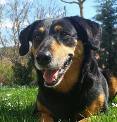 Die Dogorama Kalender Challenge Titelbild-Beitrag-Bild