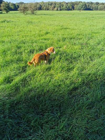 Hundeauslaufgebiet-Buschweg/Schumacherring-Bild