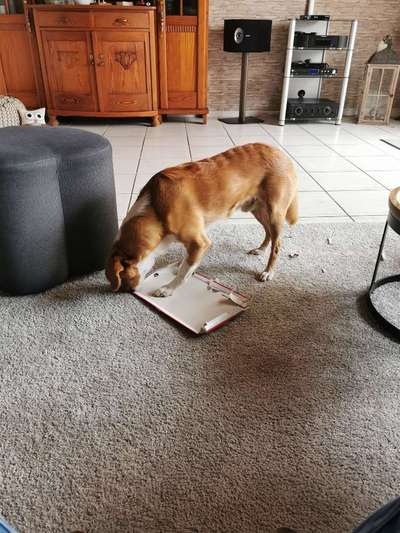 Fotosammlung: ,,Der natürliche Hund" Unbearbeitet, ungestellt und in Natura-Beitrag-Bild