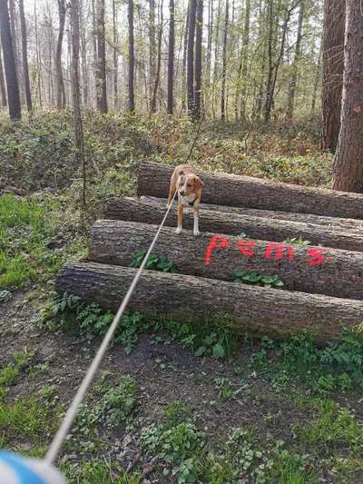 Fotosammlung: ,,Der natürliche Hund" Unbearbeitet, ungestellt und in Natura-Beitrag-Bild