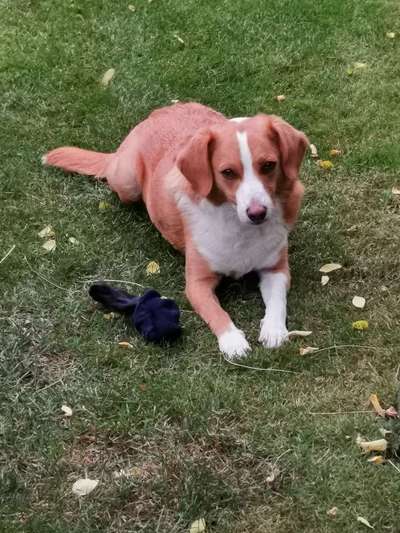 Deine Frage an einen Hundetrainer (Dogorama Webinar)-Beitrag-Bild