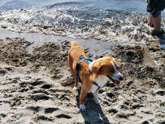 Fotosammlung: ,,Der natürliche Hund" Unbearbeitet, ungestellt und in Natura-Beitrag-Bild