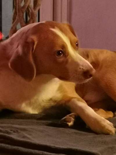 Fotosammlung: ,,Der natürliche Hund" Unbearbeitet, ungestellt und in Natura-Beitrag-Bild