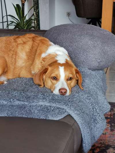 Schlafzimmer Nachts hundefreie Zone?-Beitrag-Bild