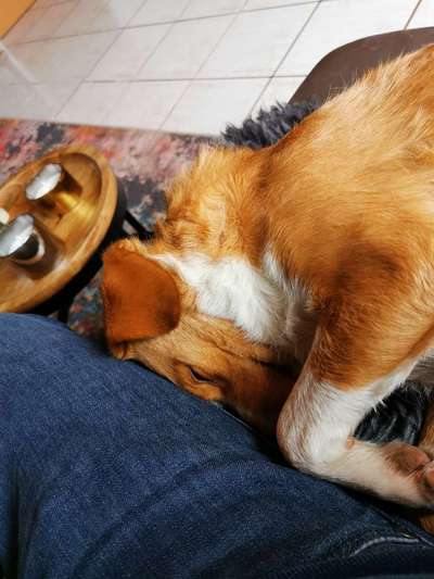 Würdet ihr euch die gleiche Rasse wiederkaufen?-Beitrag-Bild