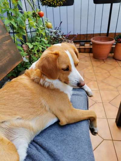 Hunde Porträt (Portrait) Galerie....-Beitrag-Bild