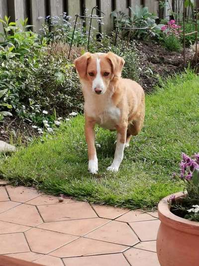 Handy Foto Challange Nr. 46  Happy Dog-Beitrag-Bild