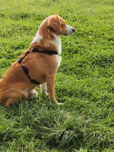 Wie heißt dein Hund?-Beitrag-Bild