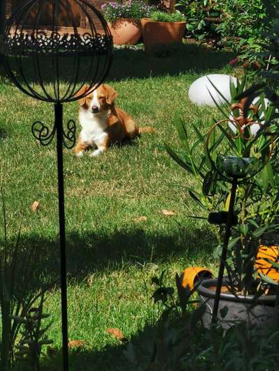 Fotosammlung: ,,Der natürliche Hund" Unbearbeitet, ungestellt und in Natura-Beitrag-Bild
