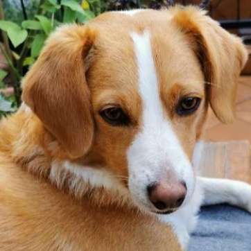 Hunde Porträt (Portrait) Galerie....-Beitrag-Bild