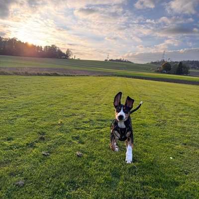 Hundetreffen-Spieltreffen-Bild