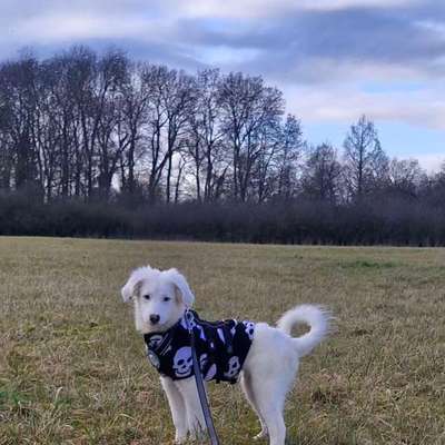 Hundetreffen-Spielkameraden gesucht in Hamm-Heessen-Bild