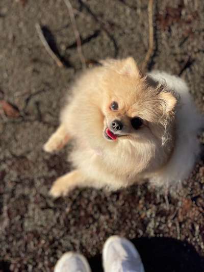 Hundetreffen-Gassirunde-Bild