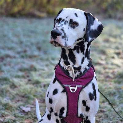 Hundetreffen-Spieltreffen Herdecke