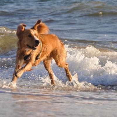 Hundetreffen-🐕-Spaziergänge und -Spieltreffen-Bild