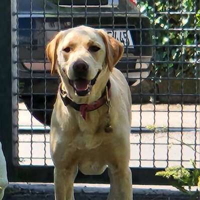 Hundetreffen-Gassigemeinschaft zum Spielen, Toben,Schwimmen und Laufen-Bild