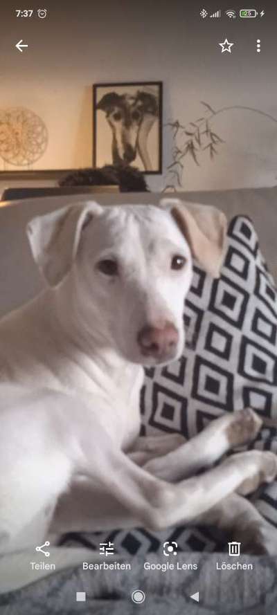 Podencomischling oder Podenco-Beitrag-Bild