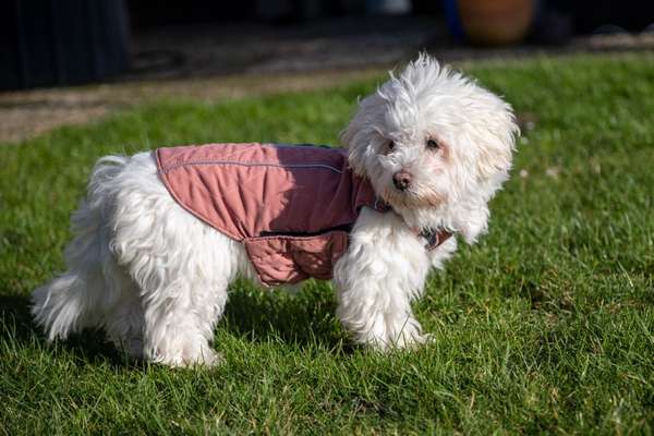 Dogorama Photo Challenge - Der Frühling kommt-Beitrag-Bild