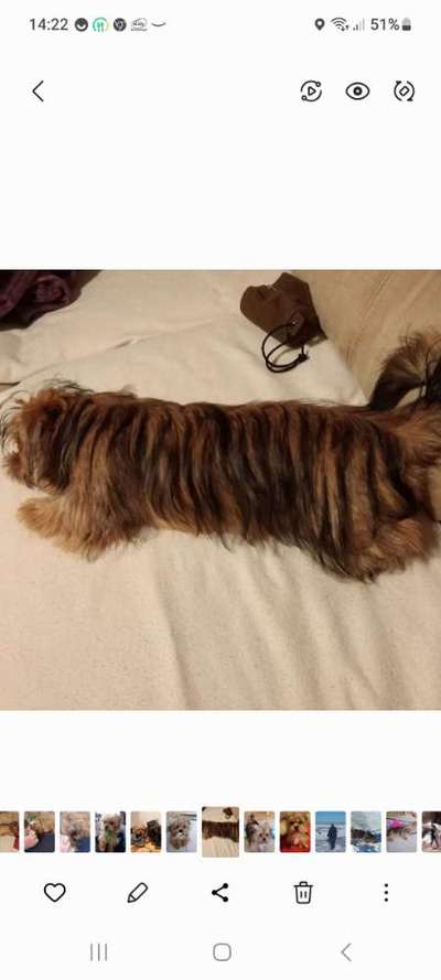 Fotochallenge NR. 123     -Karneval der Tiere--Beitrag-Bild