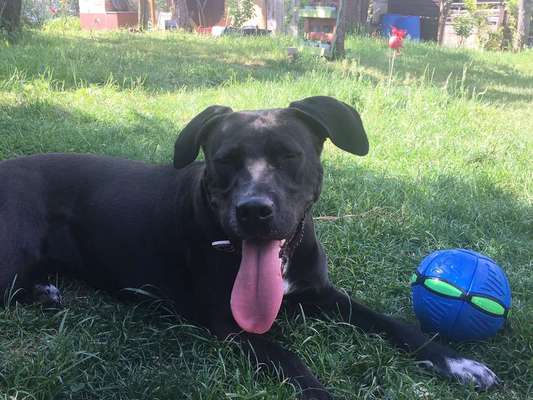 Dein Hund im Dogorama-Kalender 2021-Beitrag-Bild